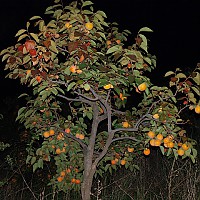  Fruchtbaum